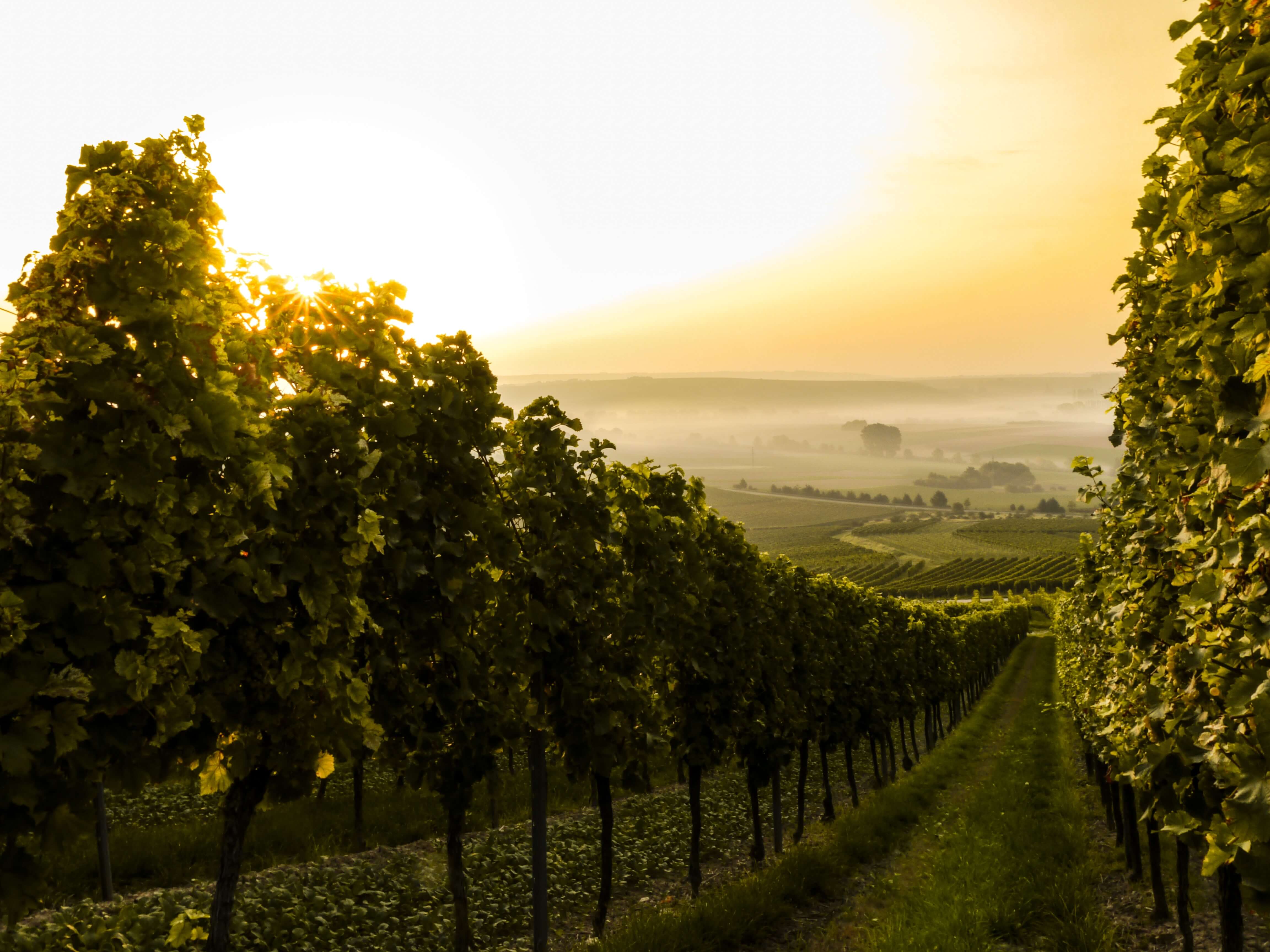 Sunrise over the Marlborough vineyards in Blenheim